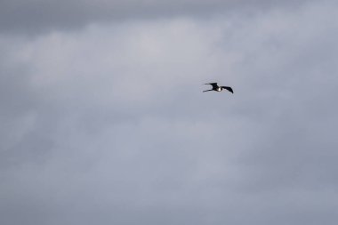Mavi bir arka planda uçan fregat kuşu