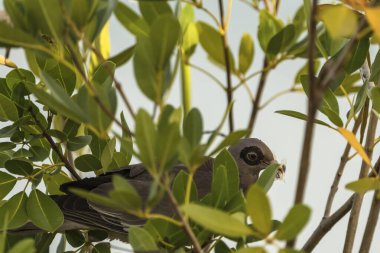 Bir ağaç dalına tünemiş gri güvercini yakından çek.