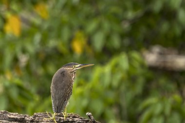Gri kuş kütüğün üzerinde oturuyor.