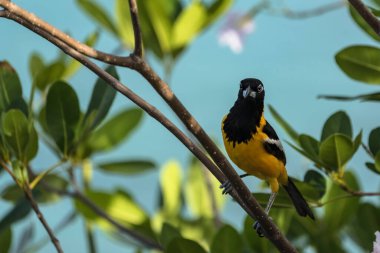Curacao 'da bir şubede Bananaquit Bird (Coereba flaveola)