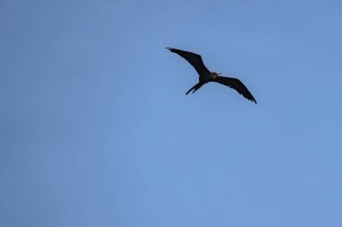 Mavi bir arka planda uçan fregat kuşu