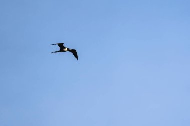 Mavi bir arka planda uçan fregat kuşu
