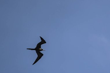 Mavi bir arka planda uçan fregat kuşu