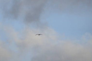 Mavi bir arka planda uçan fregat kuşu