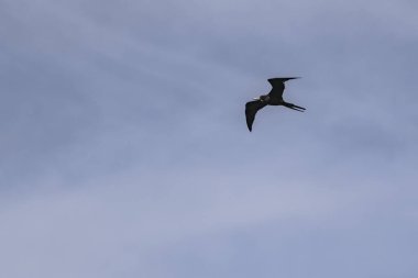 Mavi bir arka planda uçan fregat kuşu