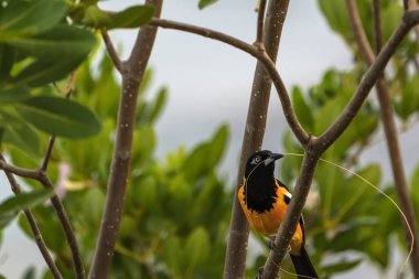 Curacao 'da bir şubede Bananaquit Bird (Coereba flaveola)