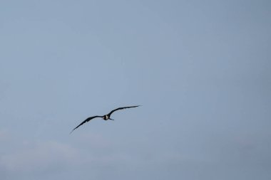 Mavi bir arka planda uçan fregat kuşu