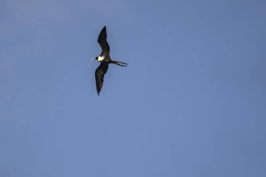 Mavi bir arka planda uçan fregat kuşu