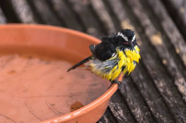 sarı siyah küçük kuş bir yem üzerinde oturuyor. 