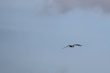 Mavi bir arka planda uçan fregat kuşu