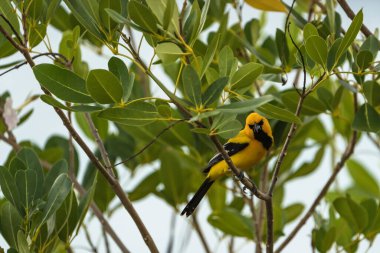 Curacao 'da bir şubede Bananaquit Bird (Coereba flaveola)