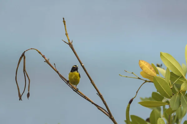 Bananaquit Bird Coereba Flaveola Branch Curacao — Stock Photo, Image