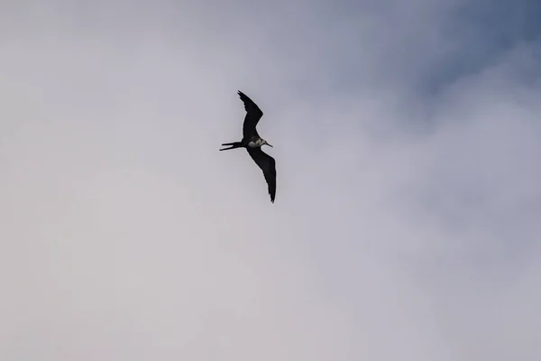 Frigatebird Πετούν Πάνω Από Ένα Μπλε Φόντο Του Ουρανού — Φωτογραφία Αρχείου