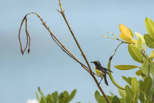 Bananaquit Bird Coereba Flaveola Větvi Curacau — Stock fotografie