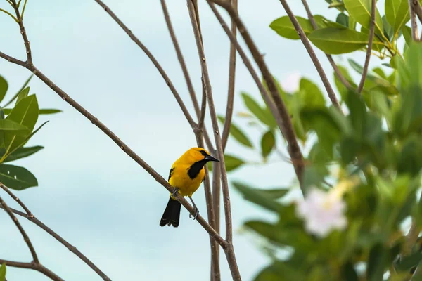Bananaquit Bird Coereba Flaveola Filial Curacao — Stockfoto