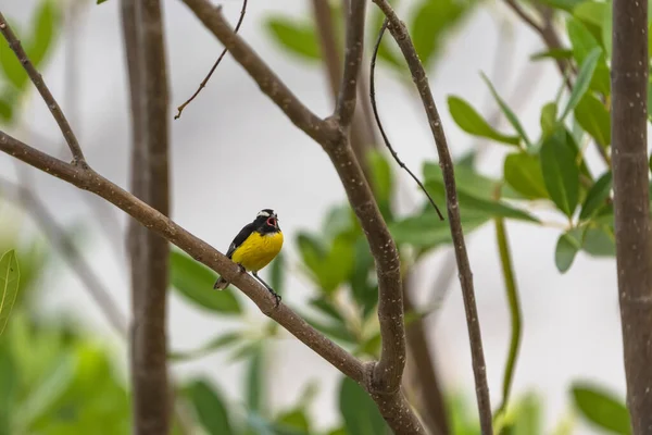 Bananaquit Bird Coereba Flaveola Ветке Кюрасао — стоковое фото