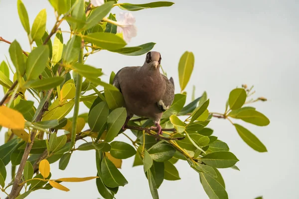 木の枝に覆われた灰色の鳩のショットを閉じる — ストック写真
