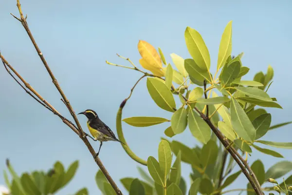 Bananaquit Bird Coereba Flaveola Una Rama Curazao — Foto de Stock