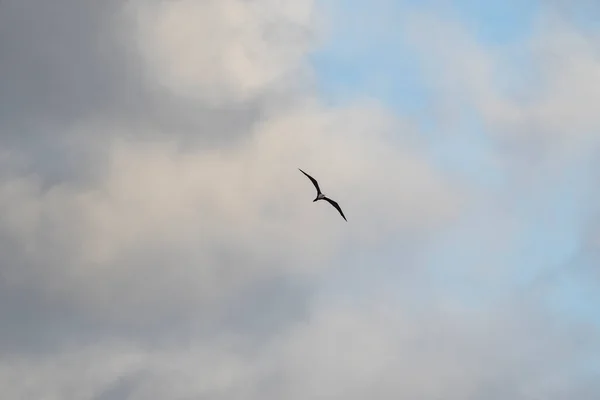 Frigatebird Πετούν Πάνω Από Ένα Μπλε Φόντο Του Ουρανού — Φωτογραφία Αρχείου