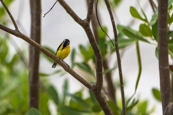 Bananaquit Bird Coereba Flaveola Gałęzi Curacao — Zdjęcie stockowe