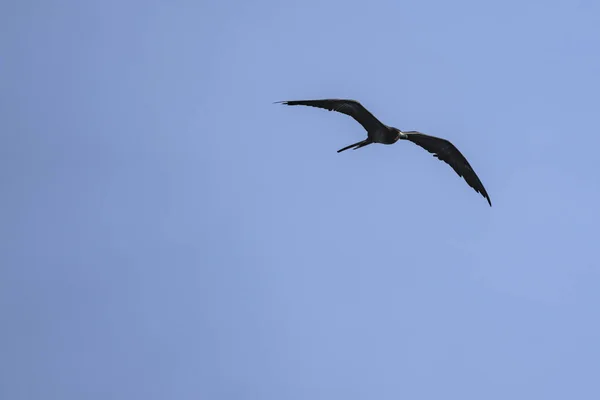 Frigatebird Che Vola Sopra Uno Sfondo Blu Del Cielo — Foto Stock
