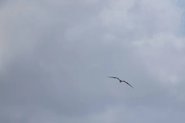 Frigatebird Flyver Blå Himmel Baggrund - Stock-foto