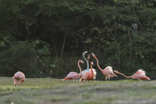 American Flamingos Caribbean Bird Wildlife — Stock Photo, Image