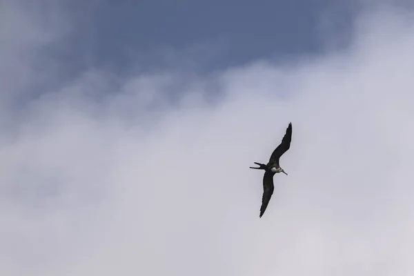 Frigatebird Repül Kék Háttér — Stock Fotó