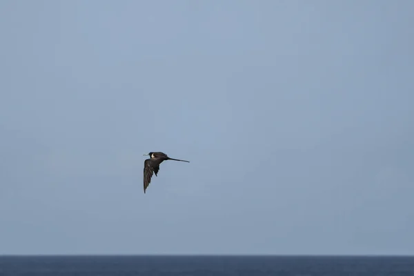 Frigatebird Latający Nad Błękitnym Tle Nieba — Zdjęcie stockowe
