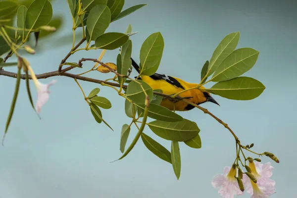 Bananaquit Bird Coereba Flaveola Gałęzi Curacao — Zdjęcie stockowe