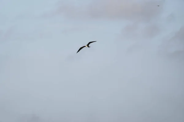 Frigatebird Vliegend Een Blauwe Lucht Achtergrond — Stockfoto