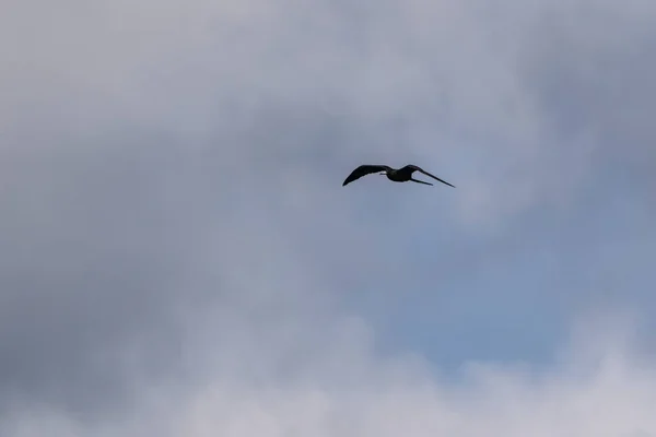 Frigatebird Voando Sobre Fundo Azul Céu — Fotografia de Stock