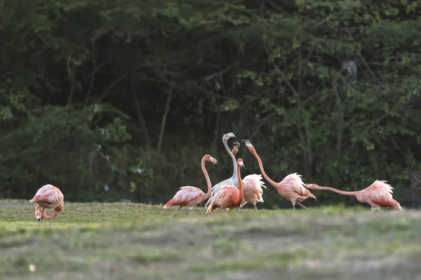 Amerikai Flamingók Karib Tengeren Madárvilág — Stock Fotó