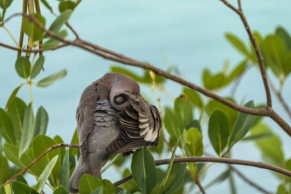一只灰色鸽子栖息在树枝上的特写镜头 — 图库照片