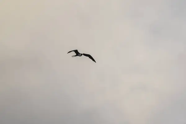 Frigatebird Fliegt Über Einen Blauen Himmel Hintergrund — Stockfoto