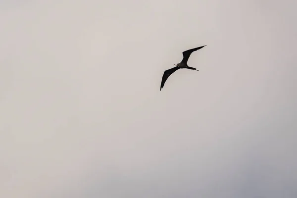 Frigatebird Flyger Över Blå Himmel Bakgrund — Stockfoto