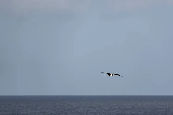 Frigatebird Lentää Yli Sinisen Taivaan Tausta — kuvapankkivalokuva