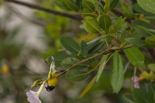 Bananaquit Bird Coereba Flaveola Auf Einem Zweig Curacao — Stockfoto