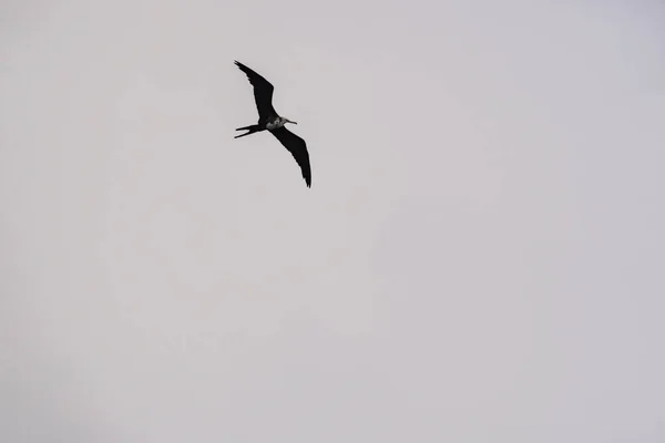 Frigatebird Létání Nad Modrým Nebem Pozadí — Stock fotografie
