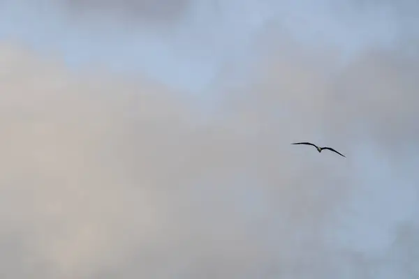 Frigatebird Latający Nad Błękitnym Tle Nieba — Zdjęcie stockowe