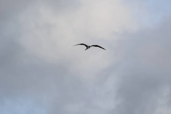 Frigatebird Flying Blue Sky Background — Stock Photo, Image