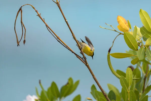 Bananaquit Bird Coereba Flaveola Una Filiale Curacao — Foto Stock