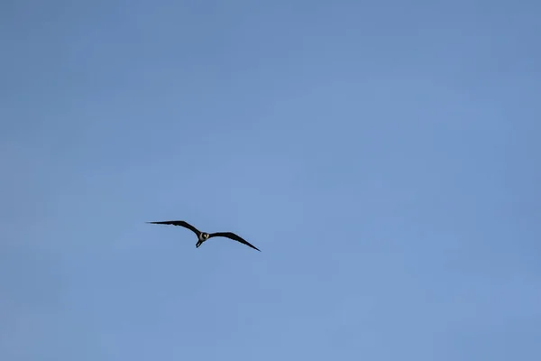 Frigatebird Volando Sobre Fondo Azul Del Cielo — Foto de Stock