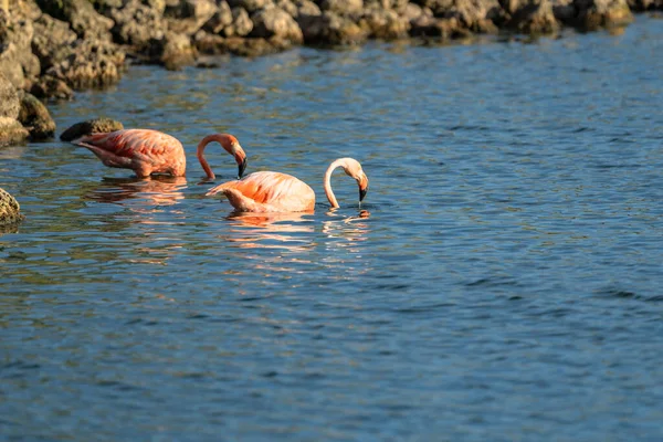 Американские Фламинго Карибах Живая Природа — стоковое фото