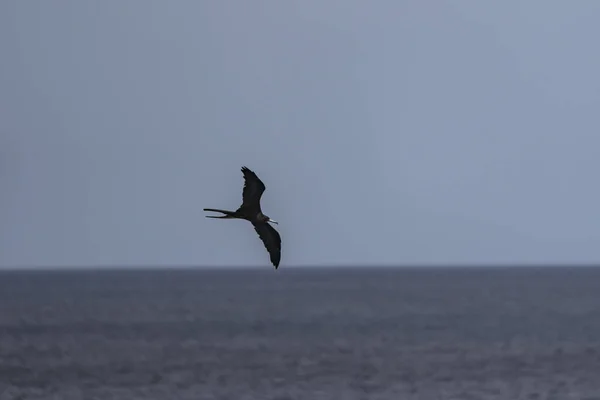 Mavi Bir Arka Planda Uçan Fregat Kuşu — Stok fotoğraf