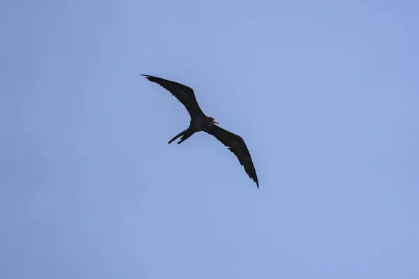 Frigatebird Vliegend Een Blauwe Lucht Achtergrond — Stockfoto