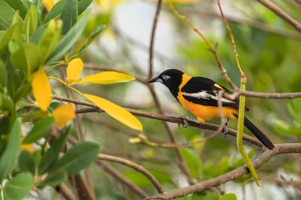 库拉索岛树枝上的香蕉鸟 Coereba Flaveola — 图库照片