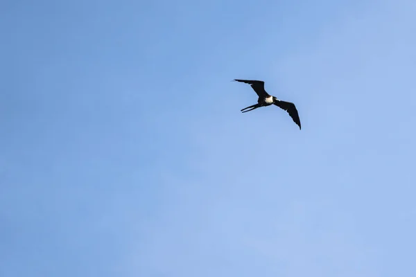 Frigatebird Fliegt Über Einen Blauen Himmel Hintergrund — Stockfoto