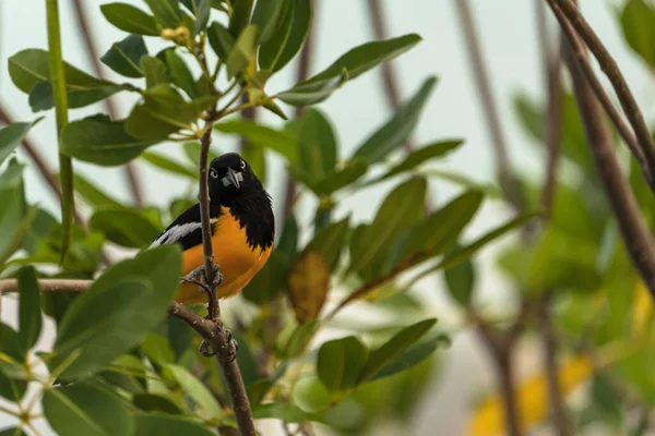 Bananaquit Bird Coereba Flaveola Een Vestiging Curacao — Stockfoto