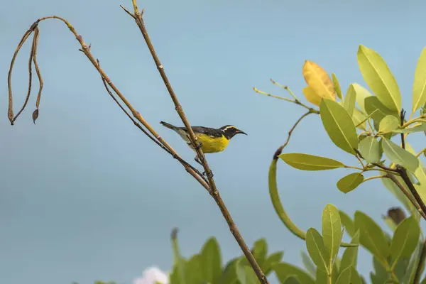 Bananaquit Bird Coereba Flaveola Auf Einem Zweig Curacao — Stockfoto